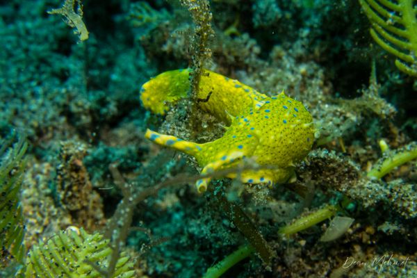 Oxynoe viridis - Photo 4