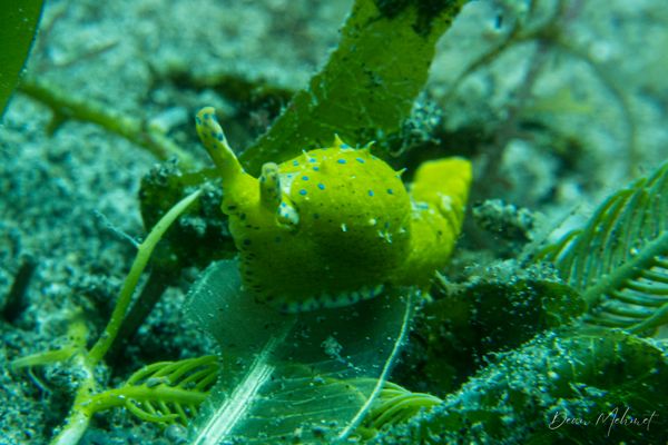 Oxynoe viridis - Photo 5