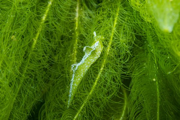 Oxynoe viridis - Photo 7