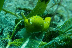 Oxynoe viridis