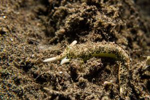 Plakobranchus representative species