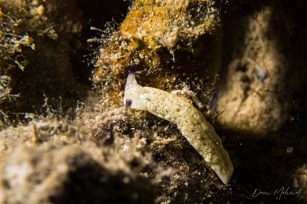 Plakobranchus papua - Photo 2