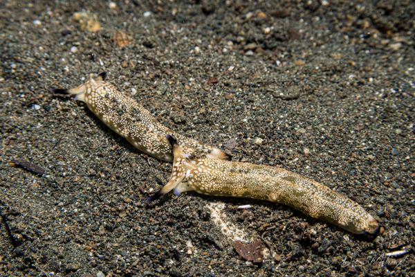 Plakobranchus papua - Photo 3