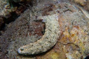 Plakobranchus representative species