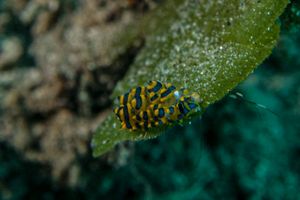 Stiliger ornatus representative species