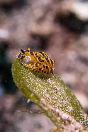 Stiliger ornatus representative species