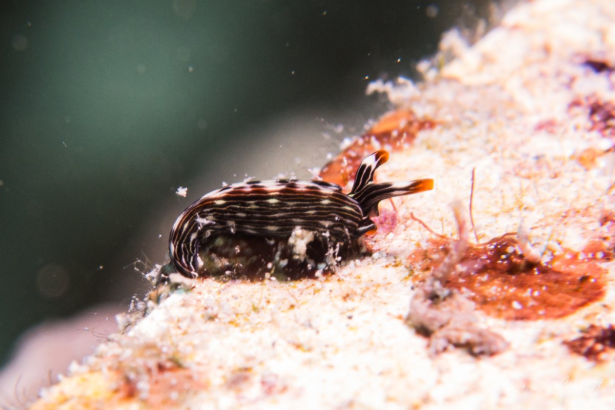 Slender Sap Sucking Slug hero image