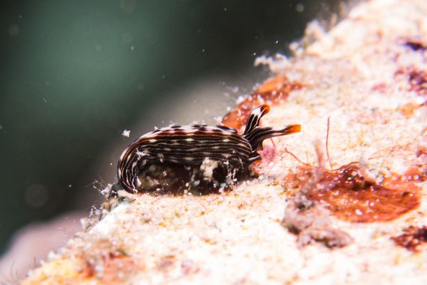 Slender Sap Sucking Slug - Photo 1