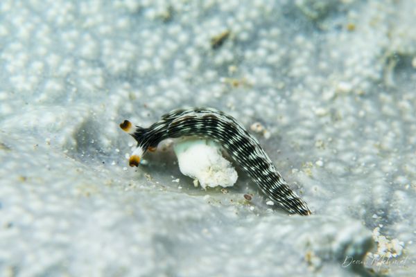 Slender Sap Sucking Slug - Tawali, PNG - 17 July 2026 - Dive 1 - Coral Garden