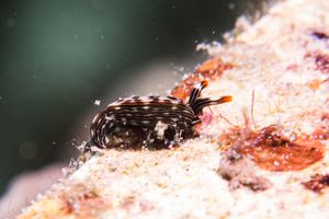 Slender Sap Sucking Slug representative species