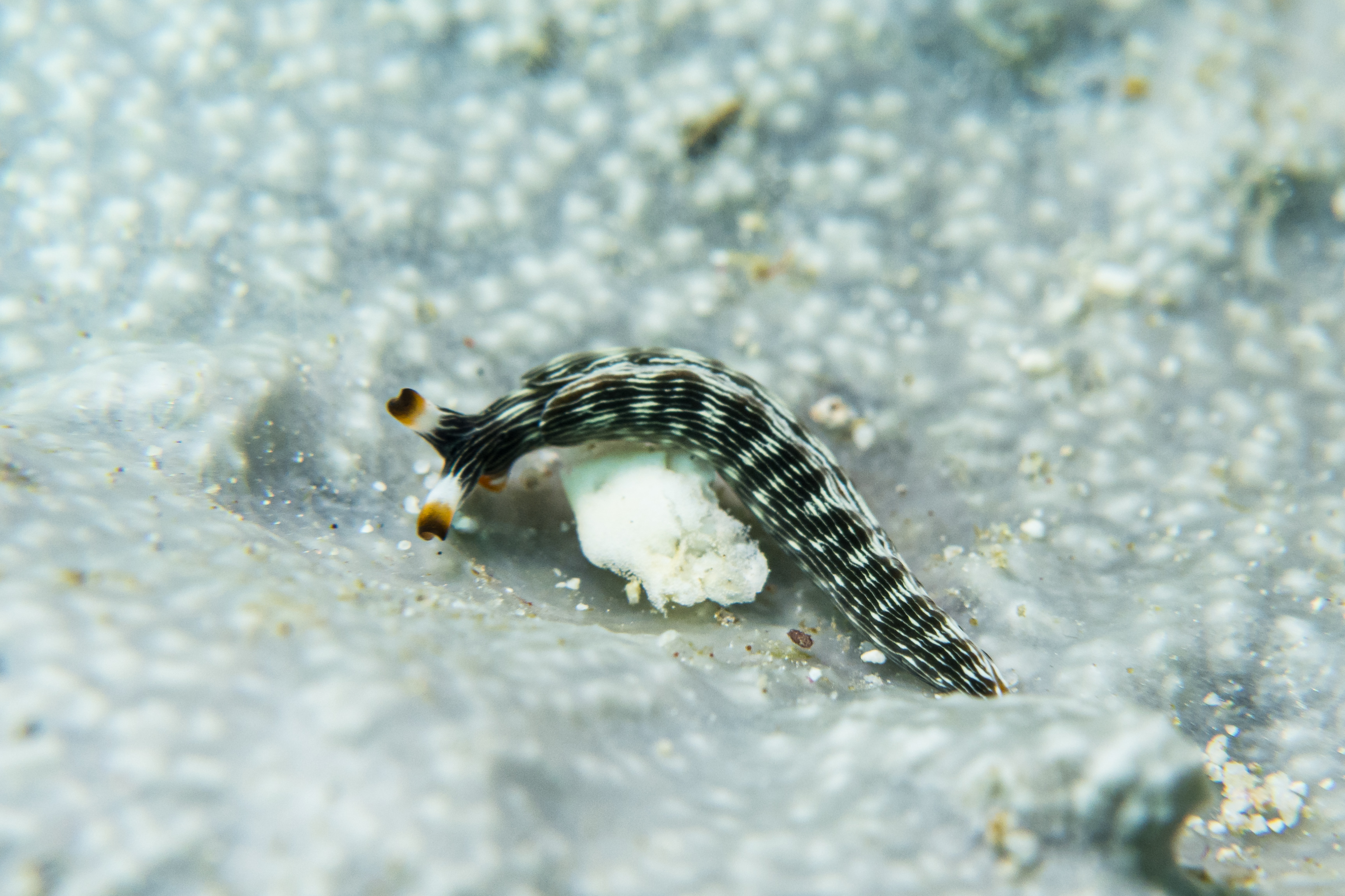 Thuridilla sp.