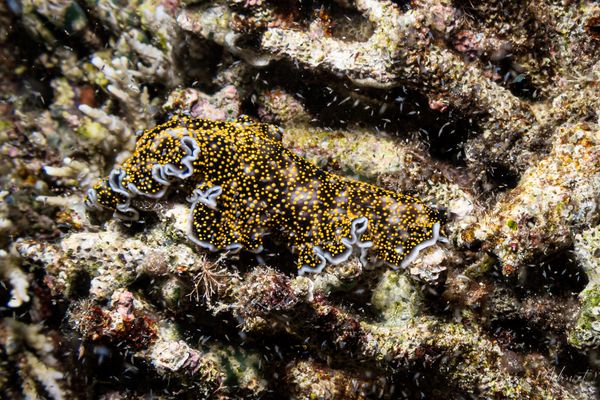 Acanthozoon - Photo 1