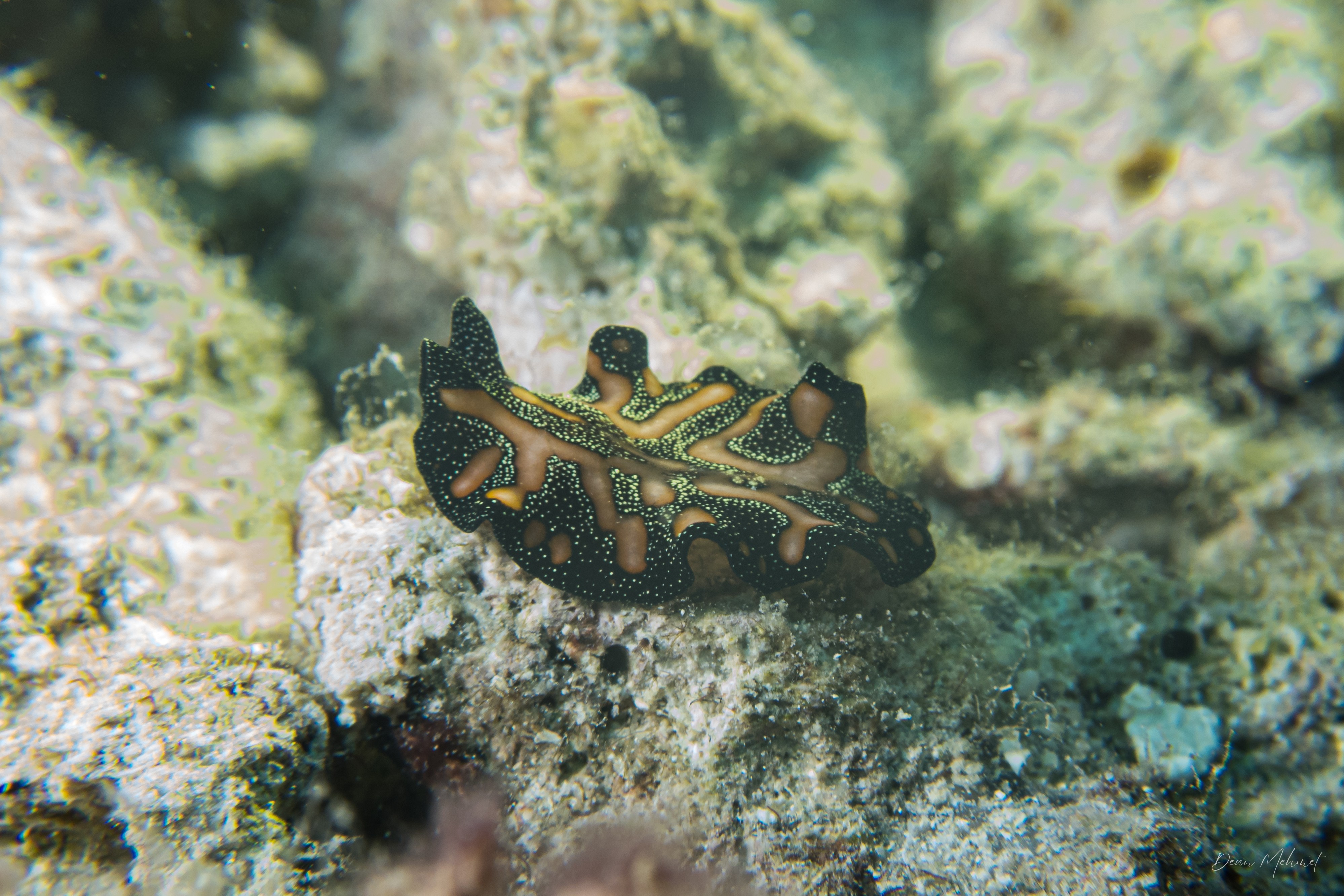 Persian Carpet Flatworm
