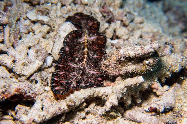 Persian Carpet Flatworm - Photo 3