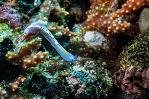 Racing Stripe Flatworm - Photo 2