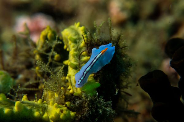 Racing Stripe Flatworm - Photo 3