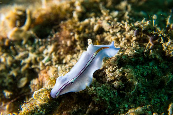 Racing Stripe Flatworm - Photo 4