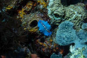 Flatworms representative species
