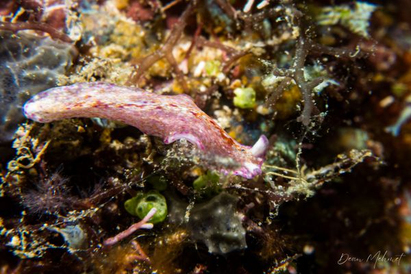 Pseudoceros goslineri - Photo 1