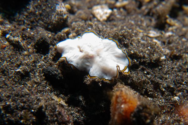 Pseudoceros meenae - Photo 1