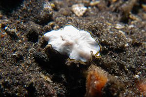 Pseudoceros representative species