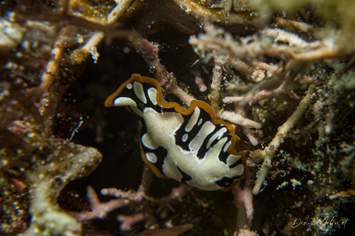 Brilliant Flatworm hero image