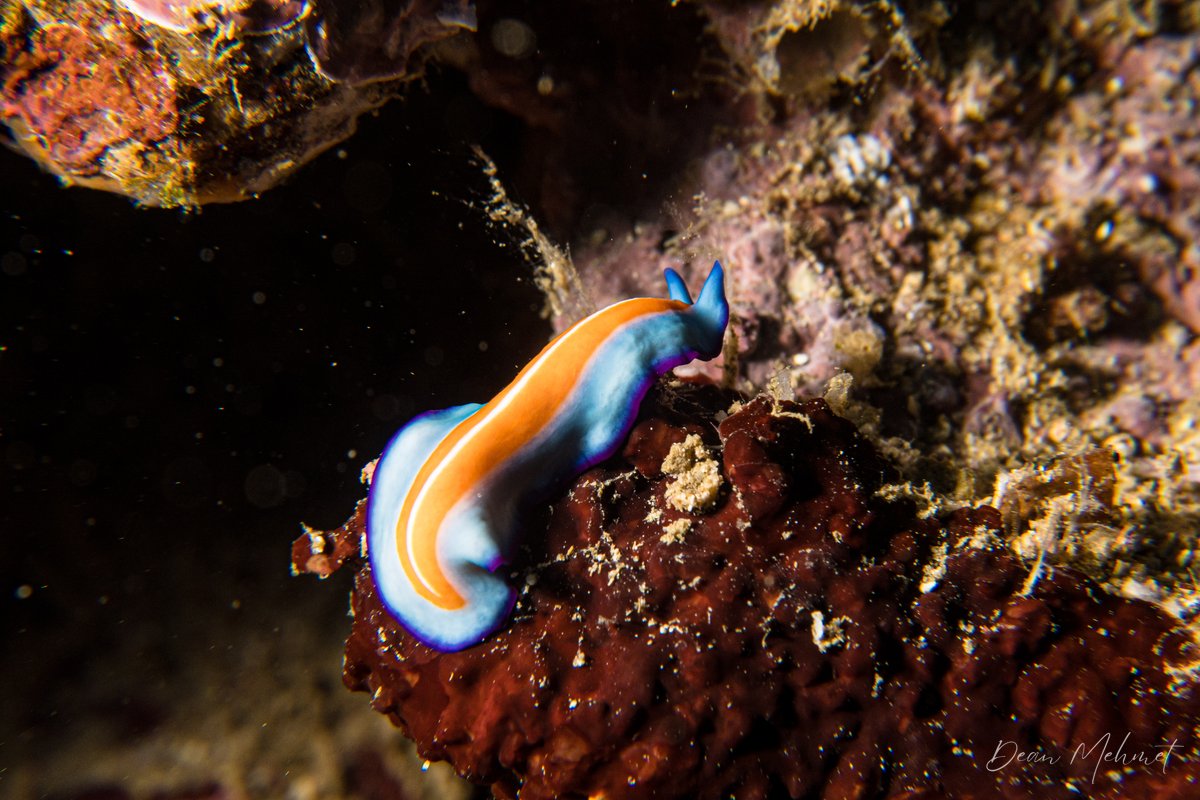 Susans Flatworm hero image