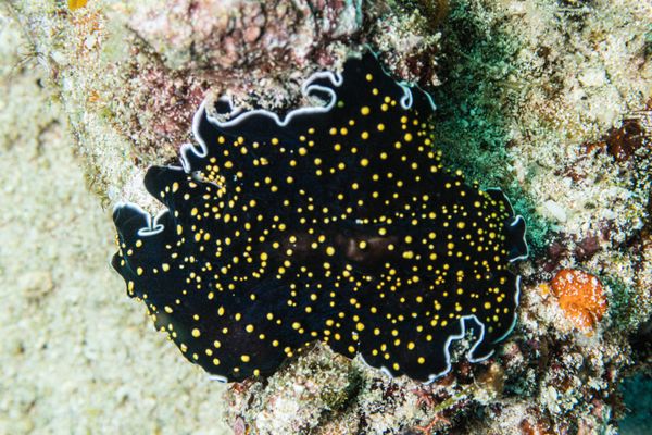 Gold-dotted Flatworm - Photo 2