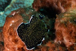 Gold-dotted Flatworm