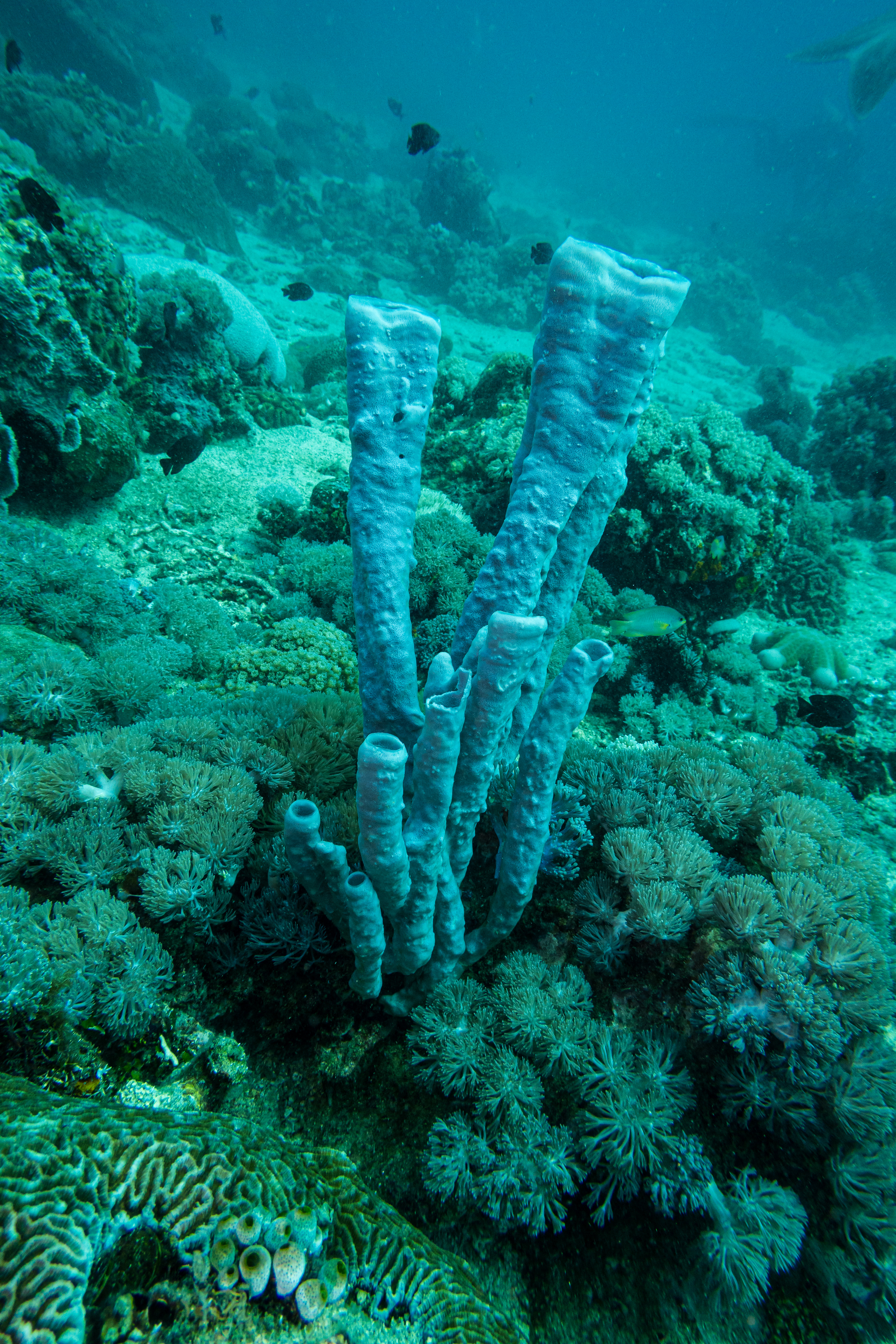 Large Tube Sponge