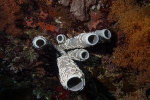 Sponges representative species