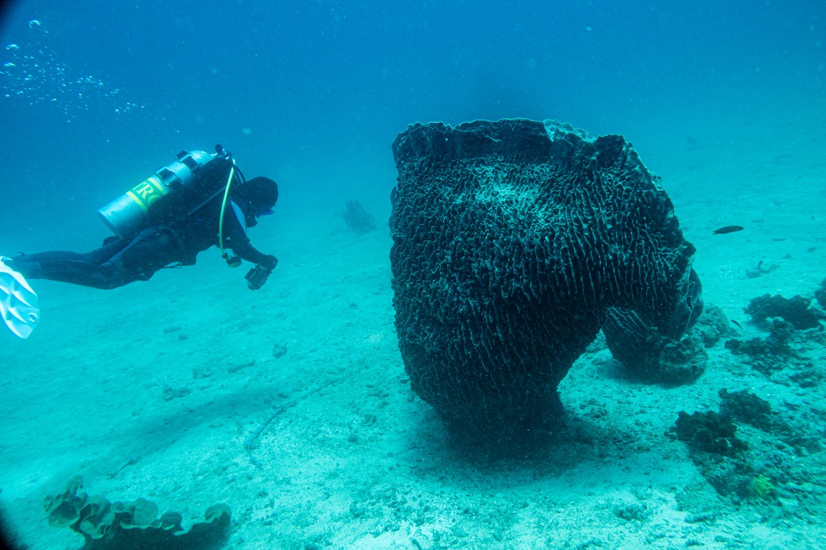 Indo-Pacific Giant Barrel Sponge