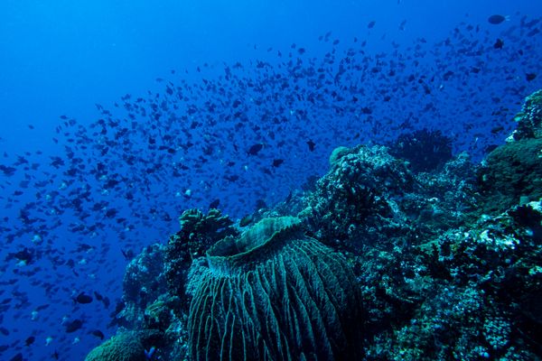 Indo-Pacific Giant Barrel Sponge - Photo 2