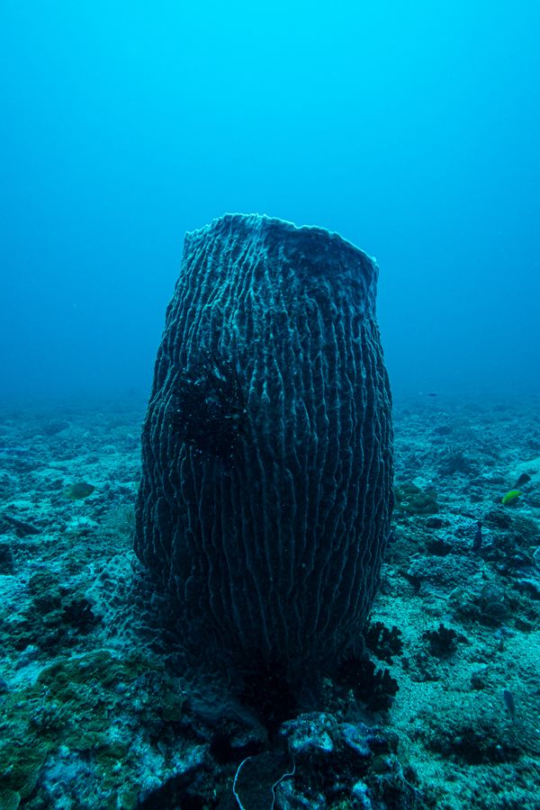 Indo-Pacific Giant Barrel Sponge - Photo 3