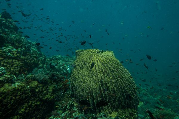 Indo-Pacific Giant Barrel Sponge - Photo 5