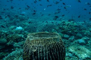 Indo-Pacific Giant Barrel Sponge