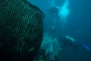 Indo-Pacific Giant Barrel Sponge