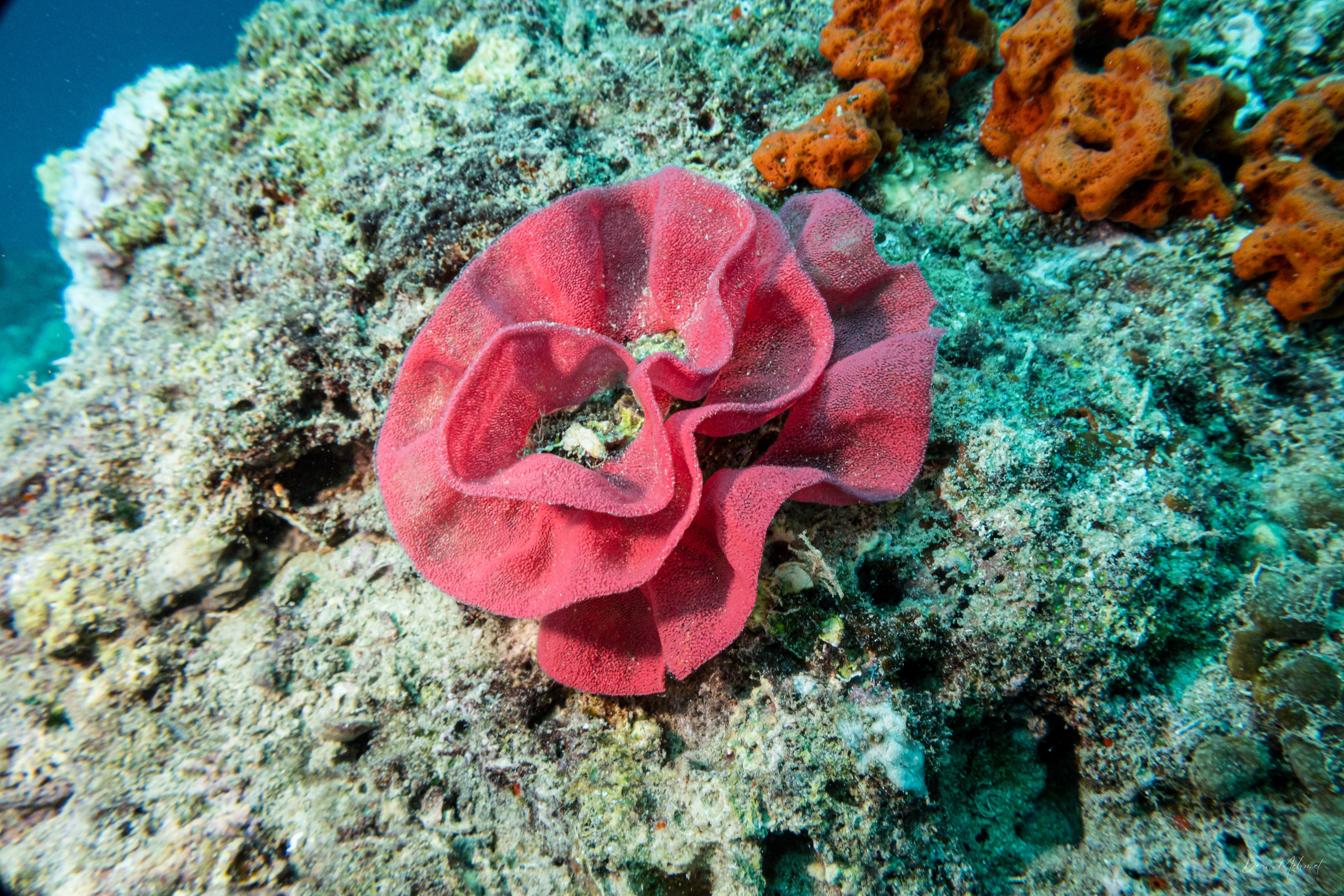 Spanish Dancer