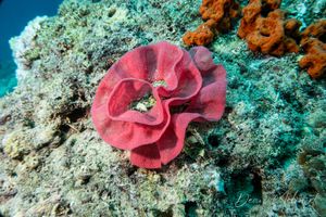 Spanish Dancer