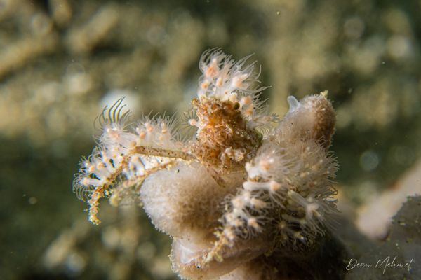 Soft Coral Spider Crab - Ambon / Sep 15, 2026