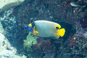 Blueface Angelfish