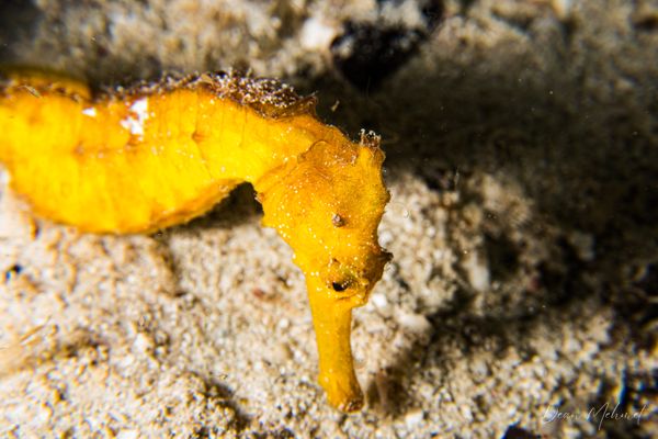 Common Seahorse - Photo 10