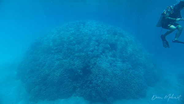 Archive frame - Pemuteran - 4 October 2026 - Dive 2 - Bio-Wreck