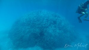 Plate & Pillar Coral