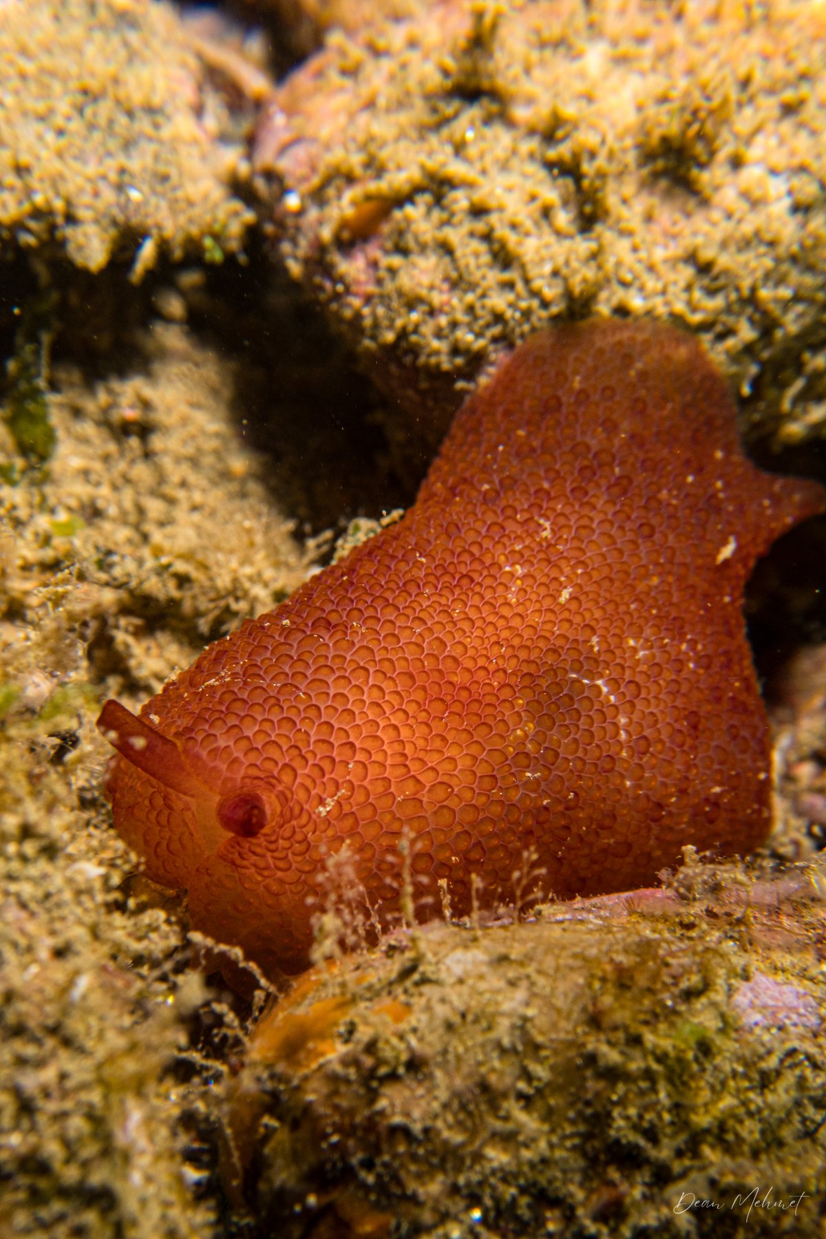Peron's Pleurobranch hero image