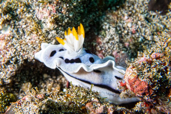 Alcala's Chromodoris - Nusa Lembongan - 14 October 2026 - Dive 2 - Crystal Bay
