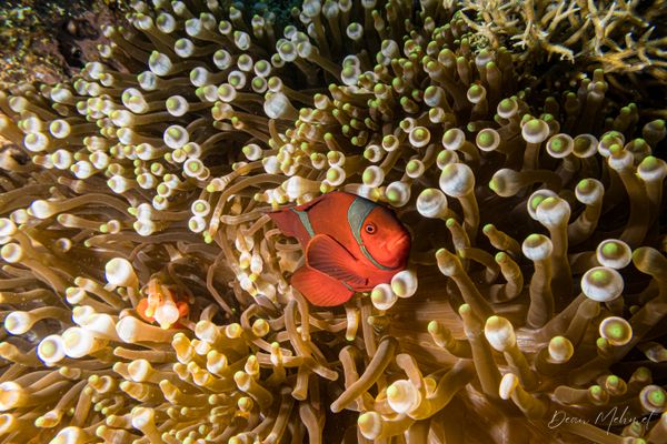 Spine-cheek Clownfish