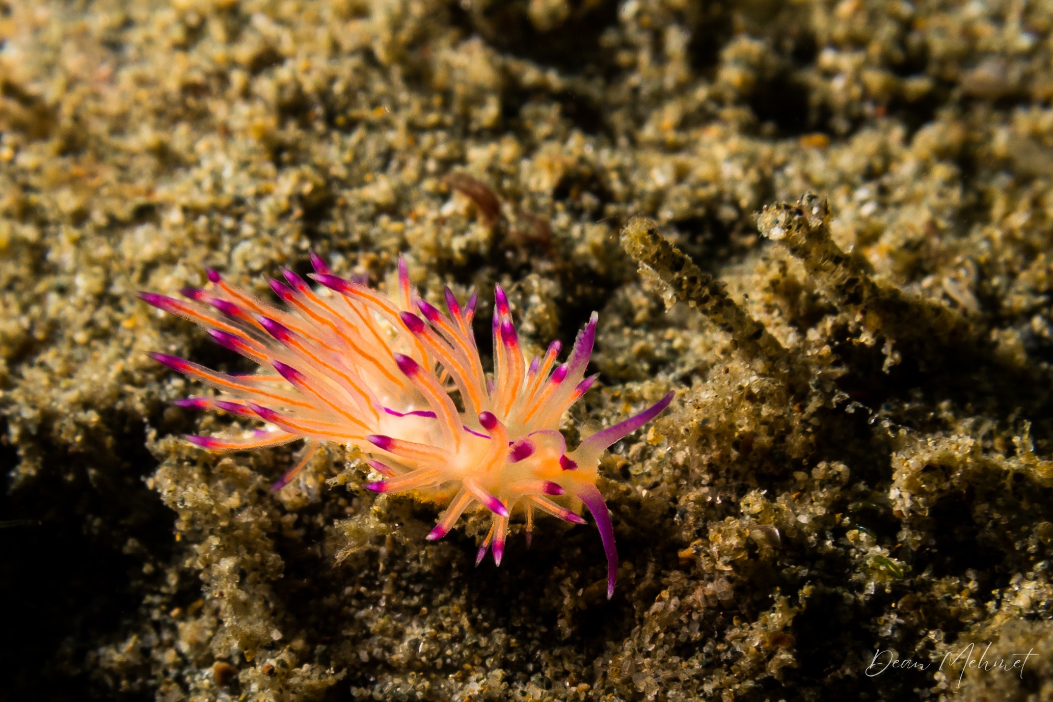 Coryphellina lotos