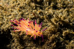 Coryphellina lotos
