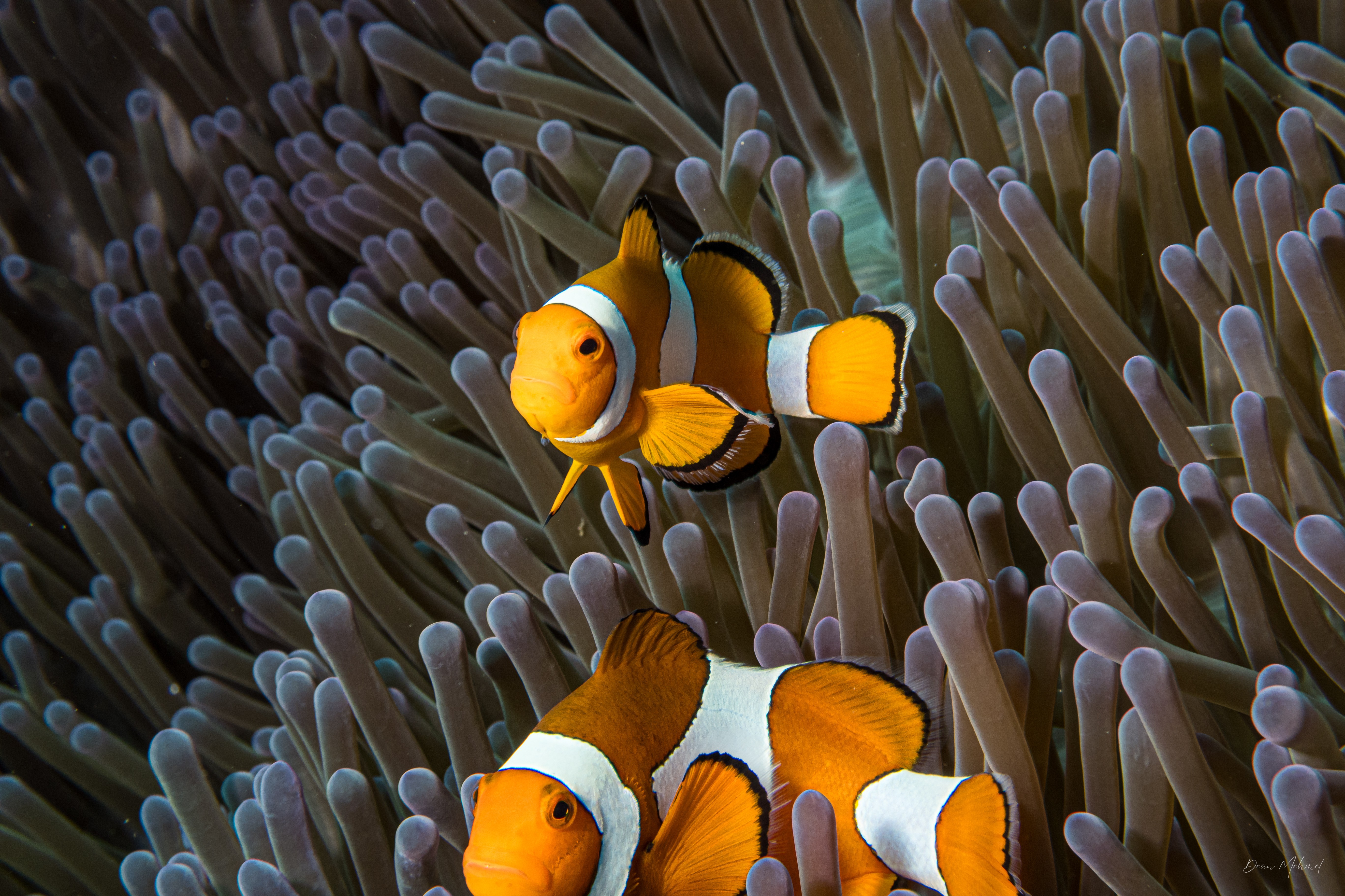 Western Clown Anemonefish
